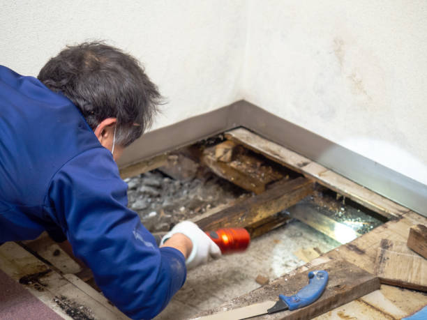 Best Mold Remediation for Specific Building Types in Madison Lake, MN