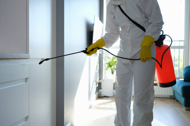 Best Post-Flood Mold Remediation in Madison Lake, MN