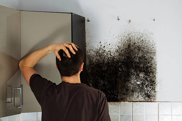 Best Basement Mold Remediation in Madison Lake, MN