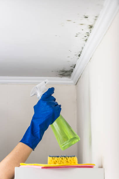 Best DIY Mold Remediation Support Services in Madison Lake, MN